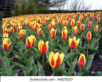 Tulips In Edwards Gardens In Spring In Toronto, Canada, May 9, 2003