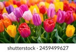 Tulips floral colourful spring tulip bunch