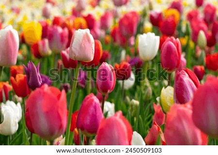 Tulips flowers blooming in the spring colorful background