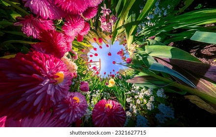 Tulips, flowers, colours, 360°, nature - Powered by Shutterstock