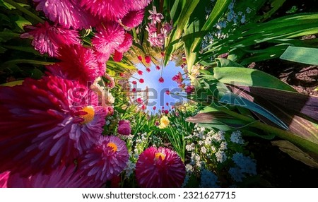 Tulips, flowers, colours, 360°, nature