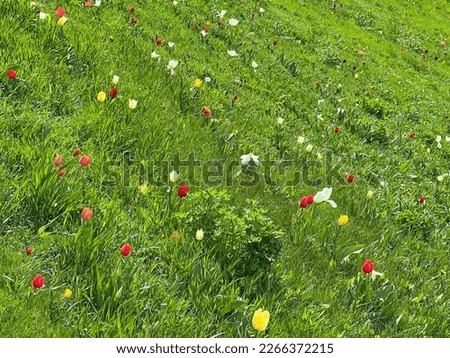 Tulips flowers in green grass field hill.