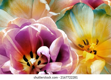 Tulips Flowers Purple Yellow Floral Spring Stock Photo 2167722281