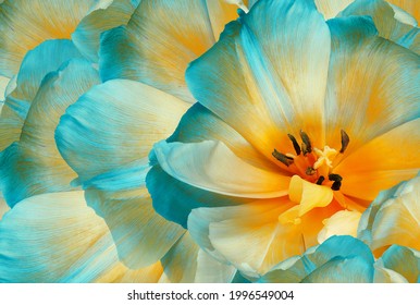 Tulips flowers  turquoise-yellow.  Floral background.  Close-up. Nature. - Powered by Shutterstock