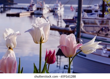 Tulips In Friday Harbor