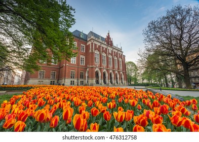 Tulips In Front Of Collegium Novum - Krakow, Poland