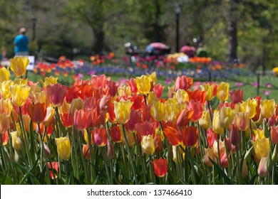 Tulips In Full Bloom In Washington Park, Albany, NY.