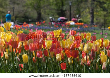 Tulips in full bloom in Washington Park, Albany, NY.