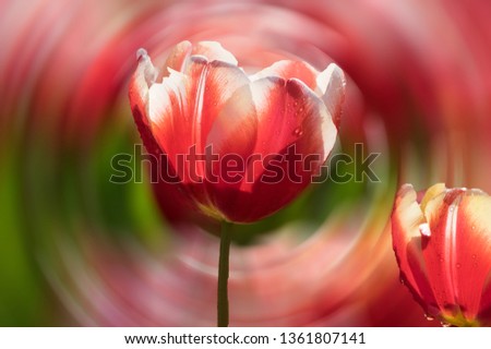 Similar – Red Tulip Tulip blossom