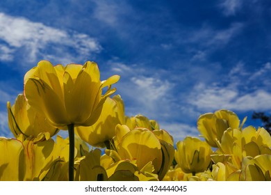 Tulips In Full And Spent Bloom At Washington Park Albany NY At Festival