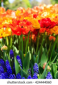 Tulips In Full And Spent Bloom At Washington Park Albany NY At Festival