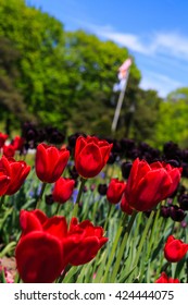 Tulips In Full And Spent Bloom At Washington Park Albany NY At Festival