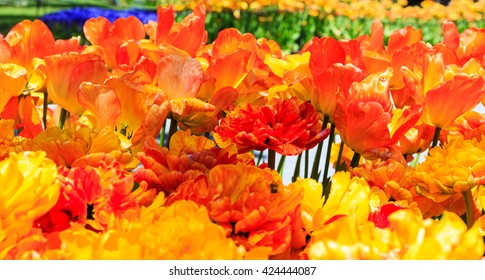 Tulips In Full And Spent Bloom At Washington Park Albany NY At Festival