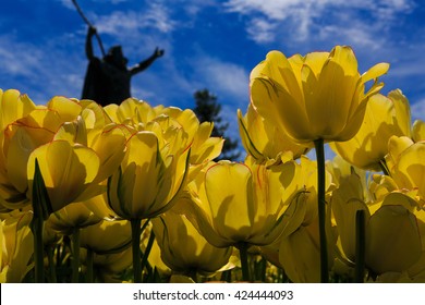 Tulips In Full And Spent Bloom At Washington Park Albany NY At Festival