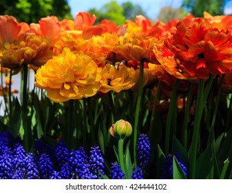 Tulips In Full And Spent Bloom At Washington Park Albany NY At Festival