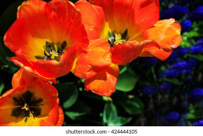 Tulips In Full And Spent Bloom At Washington Park Albany NY At Festival