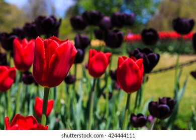 Tulips In Full And Spent Bloom At Washington Park Albany NY At Festival