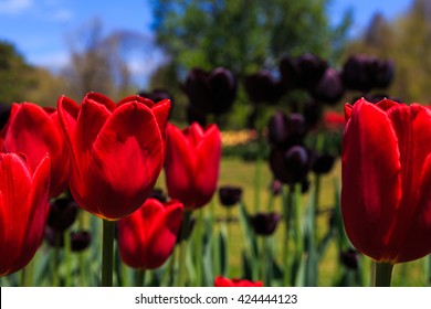 Tulips In Full And Spent Bloom At Washington Park Albany NY At Festival