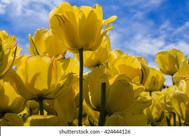 Tulips In Full And Spent Bloom At Washington Park Albany NY At Festival