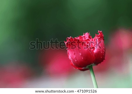 Similar – Red Tulip Tulip blossom