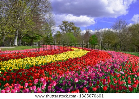 Tulips garden at Chateau de cheverny in spring2019