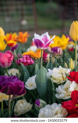 Tulips in the garden, flower bed, colourful in spring, early bloomers