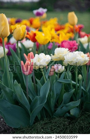 Tulips in the garden, flower bed, colourful in spring, early bloomers