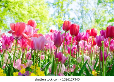 Tulips Garden Flowerbed