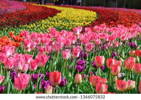 Tulips garden in spring at Chateau de Cheverny