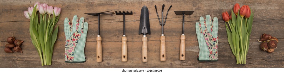 Tulips and garden tools on rustic background. Rake, spade, hoe, gloves