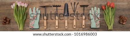 Tulips and garden tools on rustic background. Rake, spade, hoe, gloves