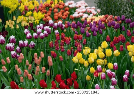 Tulips are going wild for spring flora in Lisse