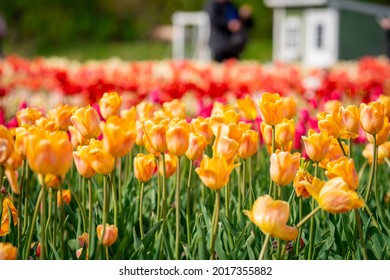 Tulips At The Holland, MI Tulip Festival 2021