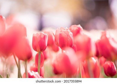 Tulips At The Holland, MI Tulip Festival 2021