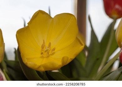 tulips indoor. Colorfull growing in a vase. - Shutterstock ID 2258208785
