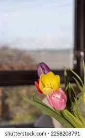 tulips indoor. Colorfull growing in a vase. - Shutterstock ID 2258208791