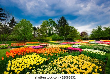 Tulips In Longwood Gardens