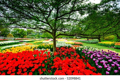 Tulips In Longwood Gardens