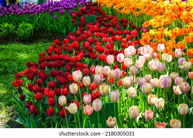 Tulips in the May garden. Blooming tulip flowers. Tulip festival in Russia. Blooming tulips