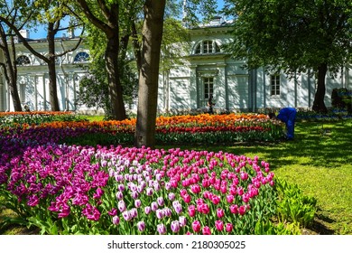 Tulips in the May garden. Tulip festival in Saint Petersburg, Russia. Tulip flowers garden. Blooming tulips
