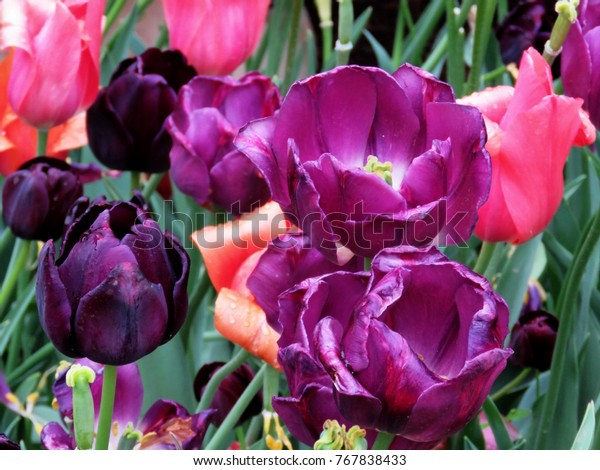 Tulips Meadowlark Botanical Garden Vienna Virginia Stock Photo