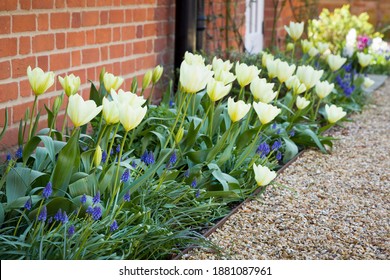 Tulips And Muscari (grape Hyacinth) Growing In A Garden Flowerbed, Spring Flower Bed, UK