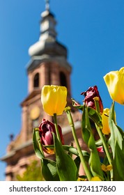 Tulips Old And Young. Flowers On The Background Of The Church. Flower Bed. A View With Blue Sky. Urban Greenery