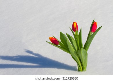 Tulips on a bright sunny day on the snow