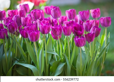 Tulips On Display At The Melbourne International Flower And Garden Show.