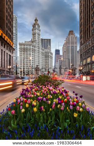 Tulips on Michigan Avenue in downtown Chicago