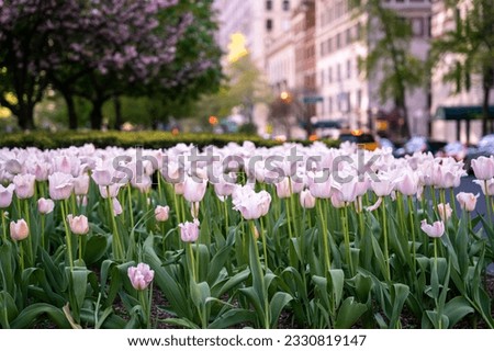 Tulips on Park Avenue in Manhattan, New York