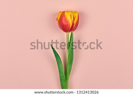 tulips on pink background close-up. Concept to 8 March, international women's day.