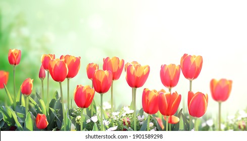 チューリップ畑 High Res Stock Images Shutterstock