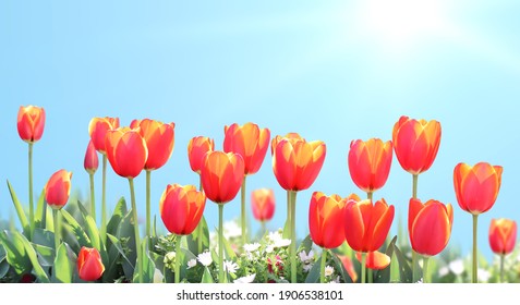 Tulipe Rouge Hd Stock Images Shutterstock